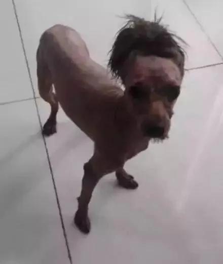 让我爸照顾了一个月的狗,回来了变成了一只马,谁知道它经历了什么?