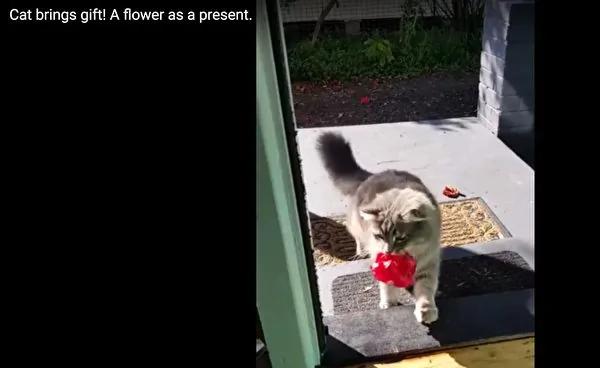 猫咪屋外喵喵叫 主人打开门 它竟送来漂亮礼物!