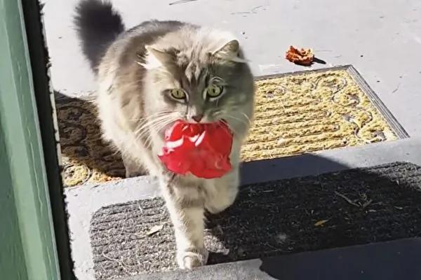 猫咪屋外喵喵叫 主人打开门 它竟送来漂亮礼物!