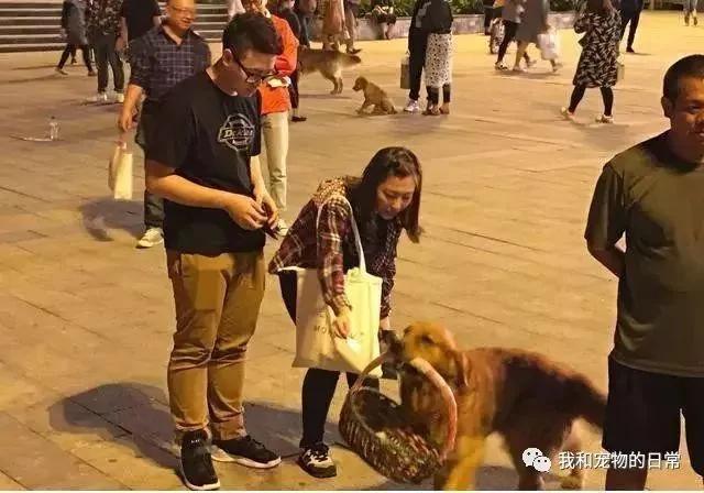 主人让金毛叼着篮子去买东西 结果金毛却带回一篮子钞票!