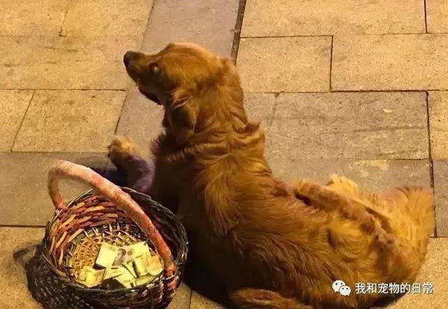 主人让金毛叼着篮子去买东西 结果金毛却带回一篮子钞票!