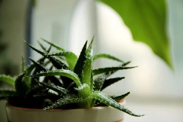 家里养一盆 药费不用花!最安全的血管“保护伞” 太值了!