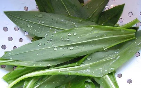 家里养一盆 药费不用花!最安全的血管“保护伞” 太值了!
