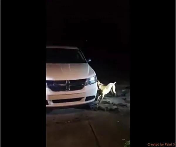 斗牛犬深夜拚命干这事 引来两千多万网民热议!