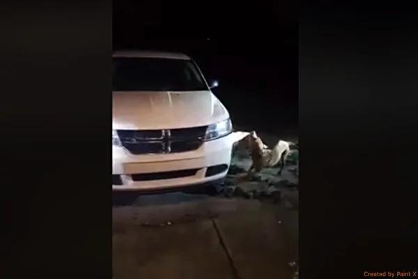 斗牛犬深夜拚命干这事 引来两千多万网民热议!