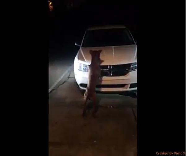 斗牛犬深夜拚命干这事 引来两千多万网民热议!