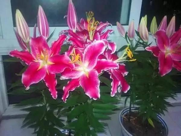 这11种花草各有疗效 是天然抗生素!家中摆一盆 给全家人带来健康