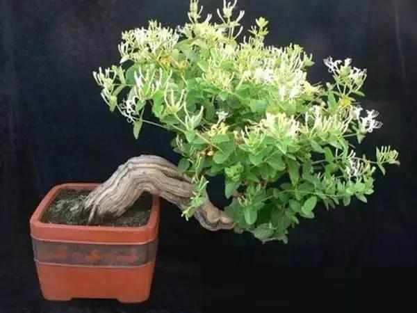 这11种花草各有疗效 是天然抗生素!家中摆一盆 给全家人带来健康