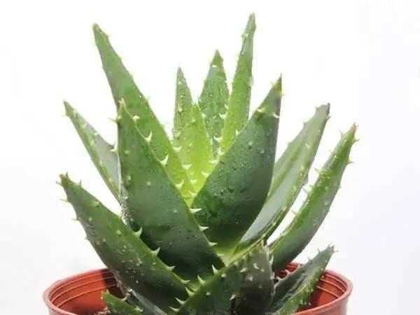 这11种花草各有疗效 是天然抗生素!家中摆一盆 给全家人带来健康