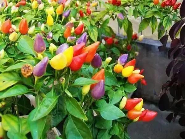 这11种花草各有疗效 是天然抗生素!家中摆一盆 给全家人带来健康