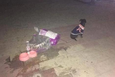 半夜等在马路中央的狗狗 看了身后的袋子 愤怒了!