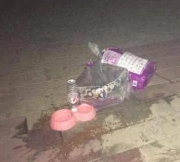 半夜等在马路中央的狗狗 看了身后的袋子 愤怒了!