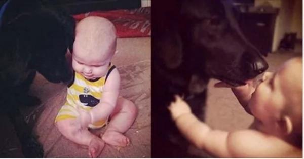 主人发现爱犬对保母异常凶狠 用手机录音 结果发现真相!