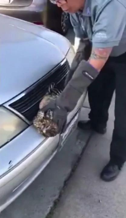 司机开车撞了一只鹰 行驶百里后下车一看惊呆
