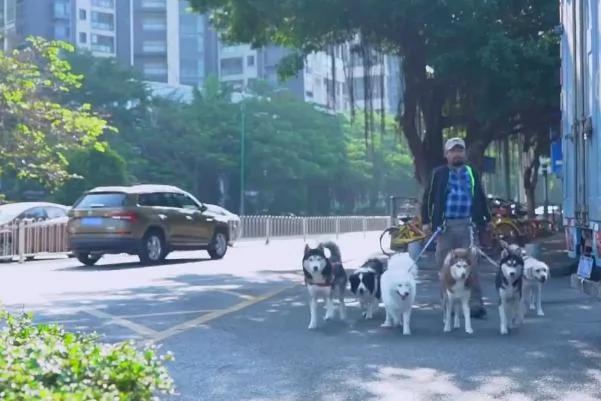 大叔养了九只哈士奇 每一次遛狗的场景和鬼子进村一样