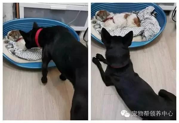 医生要主人将狗狗“安乐死” 主人不忍心带回家后 竟发生了奇迹!