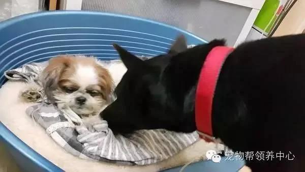 医生要主人将狗狗“安乐死” 主人不忍心带回家后 竟发生了奇迹!