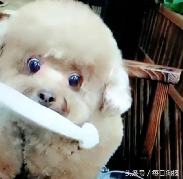 女孩吃火锅不给小泰迪 狗狗急的全程瞪大眼珠 表情太逗啦!