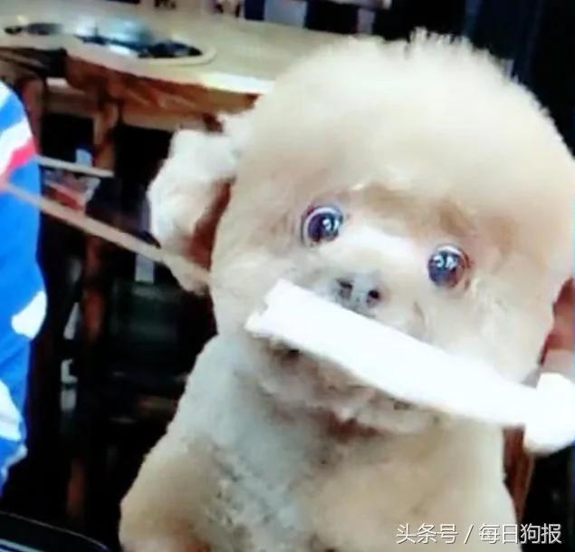 女孩吃火锅不给小泰迪 狗狗急的全程瞪大眼珠 表情太逗啦!