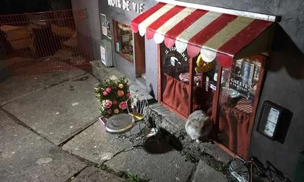 瑞典街头出现“精致小店铺” 原来客人是“老鼠”