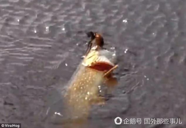 见过没?大鱼在水中捕食水鸟 试图一口吞下