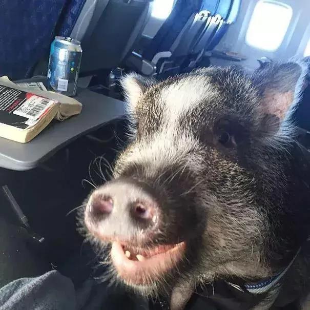 带着狗狗坐飞机 全程笑翻了 旅途再不无聊!