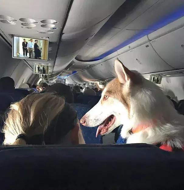 带着狗狗坐飞机 全程笑翻了 旅途再不无聊!
