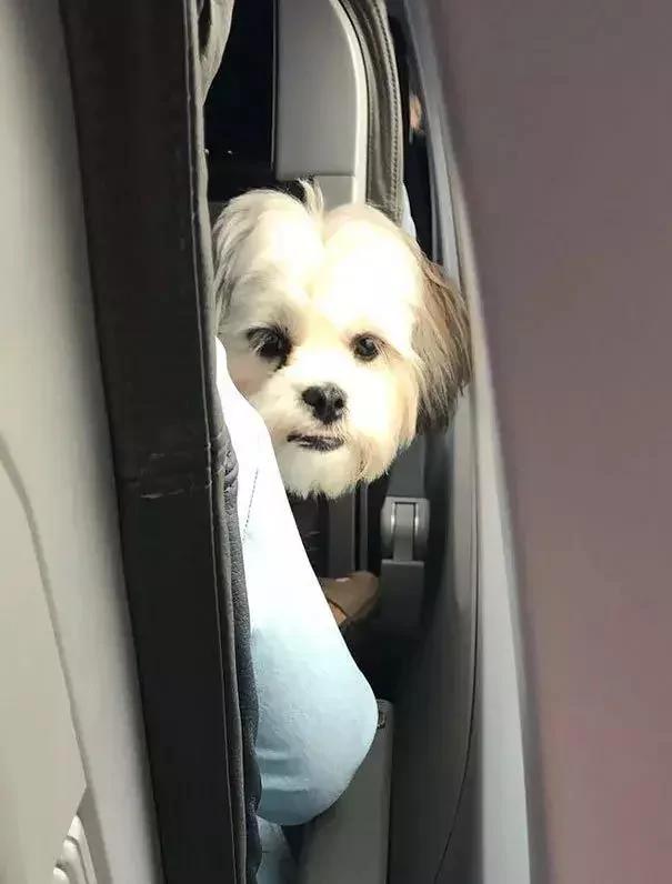 带着狗狗坐飞机 全程笑翻了 旅途再不无聊!
