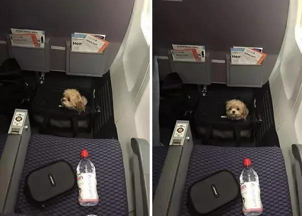 带着狗狗坐飞机 全程笑翻了 旅途再不无聊!