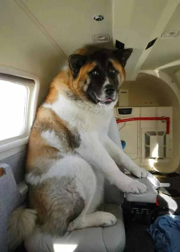 带着狗狗坐飞机 全程笑翻了 旅途再不无聊!
