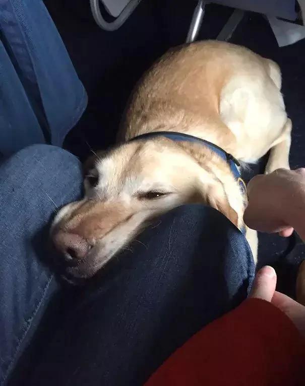 带着狗狗坐飞机 全程笑翻了 旅途再不无聊!