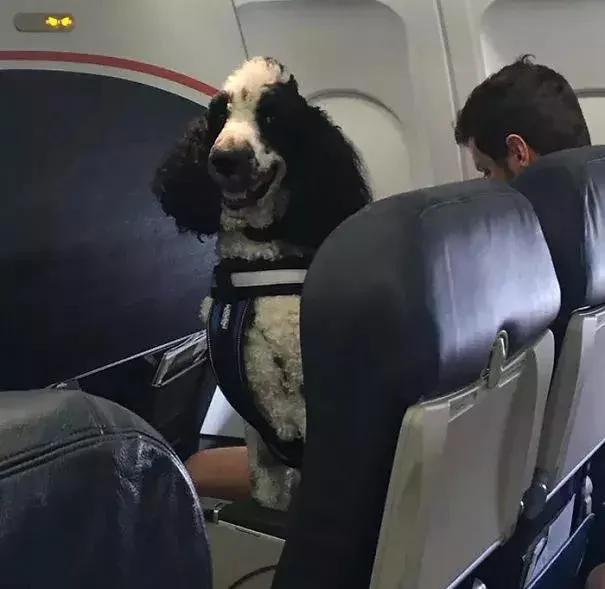 带着狗狗坐飞机 全程笑翻了 旅途再不无聊!