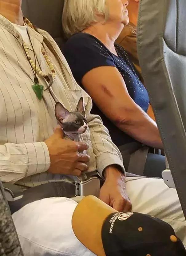 带着狗狗坐飞机 全程笑翻了 旅途再不无聊!