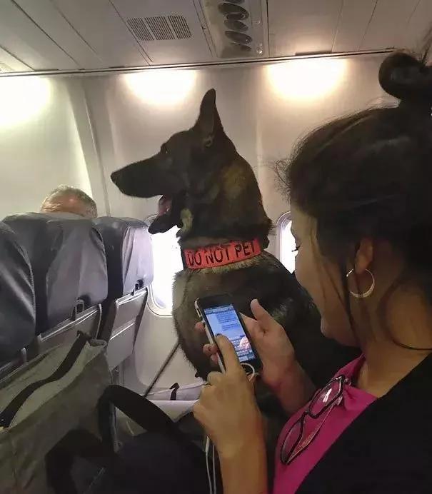 带着狗狗坐飞机 全程笑翻了 旅途再不无聊!