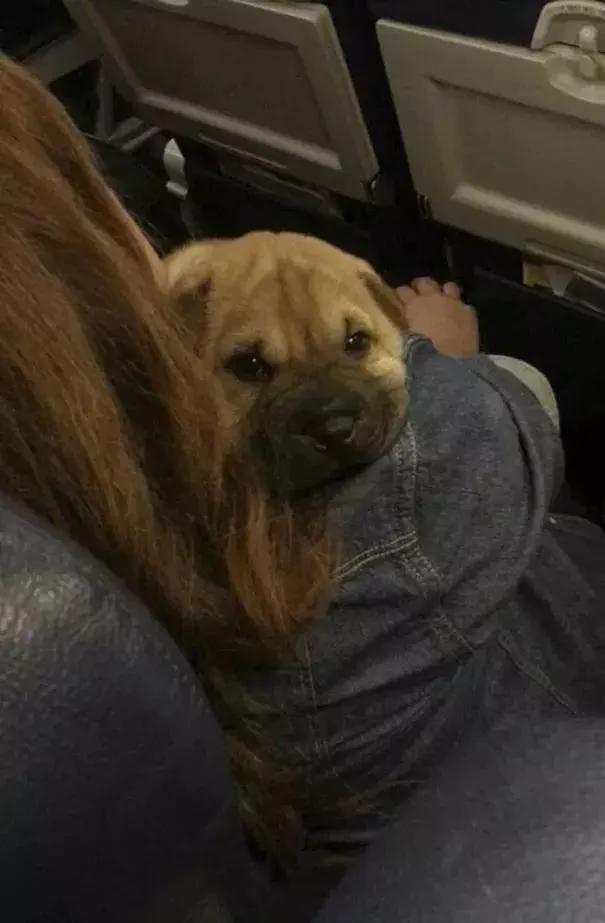 带着狗狗坐飞机 全程笑翻了 旅途再不无聊!