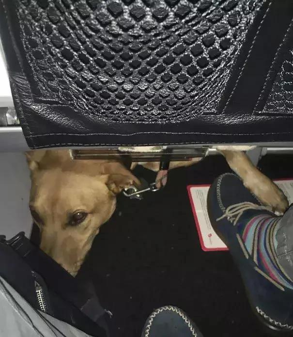 带着狗狗坐飞机 全程笑翻了 旅途再不无聊!