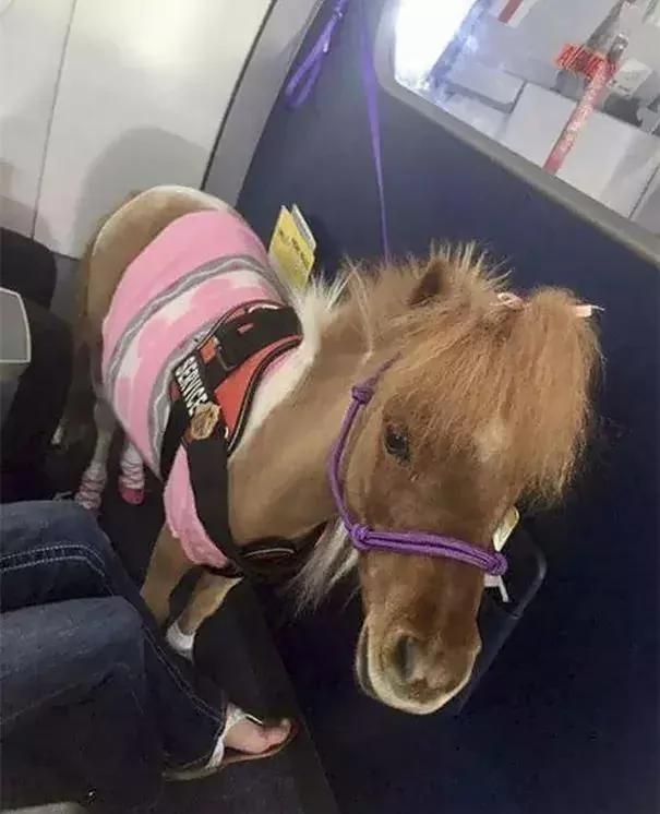 带着狗狗坐飞机 全程笑翻了 旅途再不无聊!