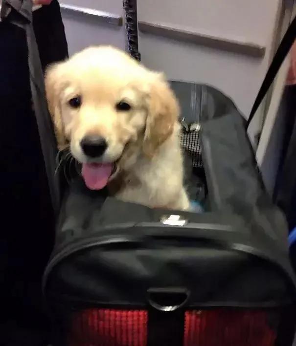 带着狗狗坐飞机 全程笑翻了 旅途再不无聊!