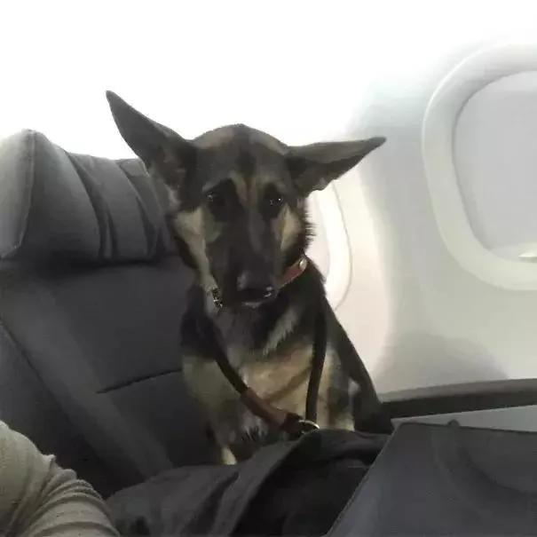 带着狗狗坐飞机 全程笑翻了 旅途再不无聊!