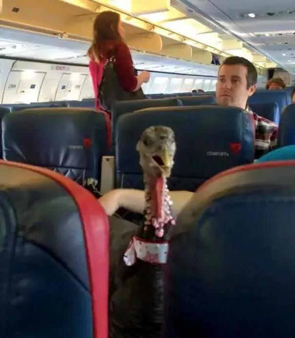 带着狗狗坐飞机 全程笑翻了 旅途再不无聊!