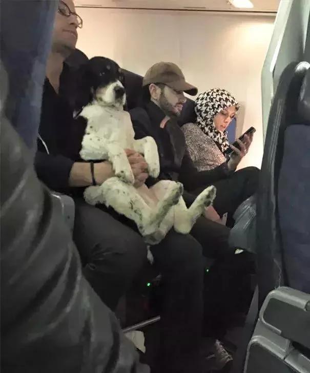 带着狗狗坐飞机 全程笑翻了 旅途再不无聊!