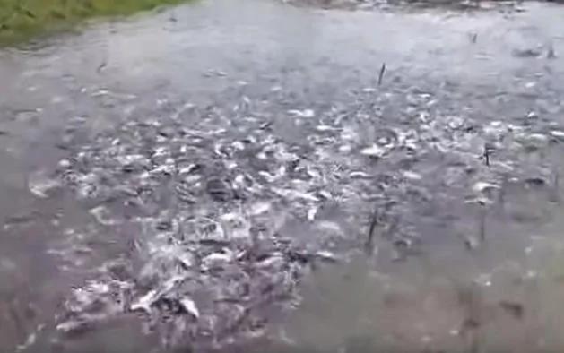 震撼!去河边钓鱼,竟然看到这一幕!完全不敢相信自己的眼睛!