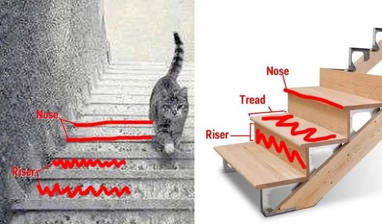 【测验】图中的猫正在“上楼梯”还“下楼梯”?测你有什么脑细胞!