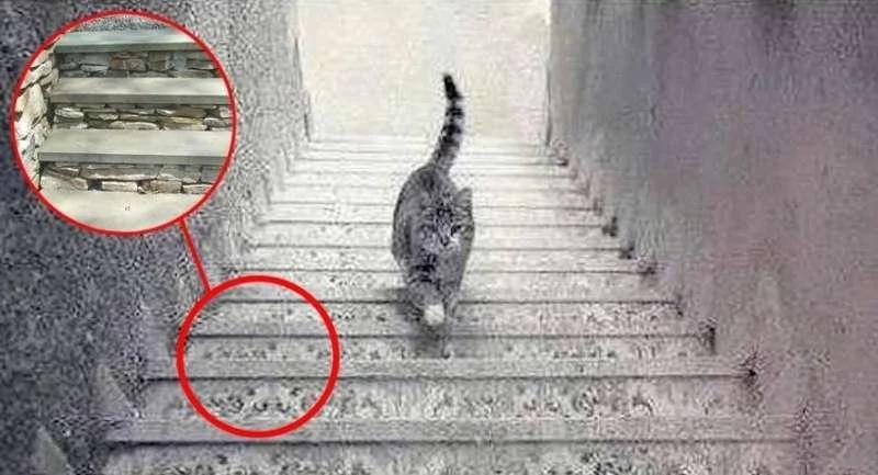 【测验】图中的猫正在“上楼梯”还“下楼梯”?测你有什么脑细胞!