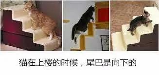 【测验】图中的猫正在“上楼梯”还“下楼梯”?测你有什么脑细胞!