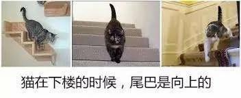 【测验】图中的猫正在“上楼梯”还“下楼梯”?测你有什么脑细胞!