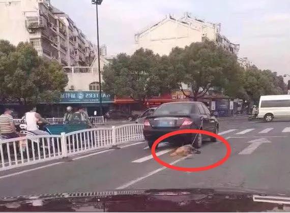 失良宠主把金毛栓车外跟着跑 被救后的金毛那一笑 真让人心酸啊!