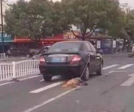 失良宠主把金毛栓车外跟着跑 被救后的金毛那一笑 真让人心酸啊!