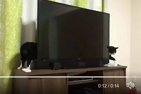 日本网民拍到“世界最长的猫” 比电视机长!
