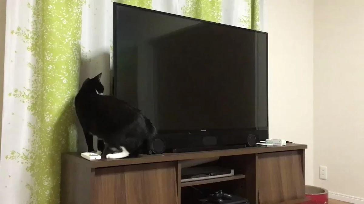 日本网民拍到“世界最长的猫” 比电视机长!